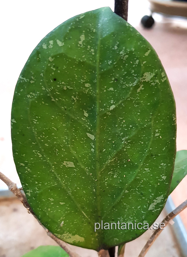 Hoya cv Michelle - import kp hos Plantanica webbutik