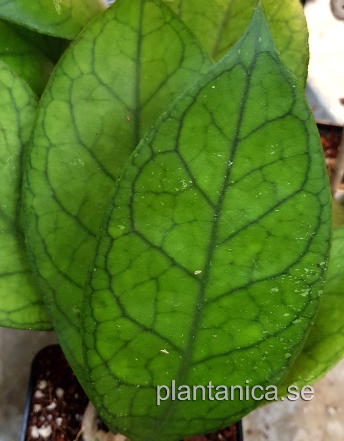 Hoya vitellinoides X finlaysonii EPC 1017- rotad kp hos Plantanica webbutik