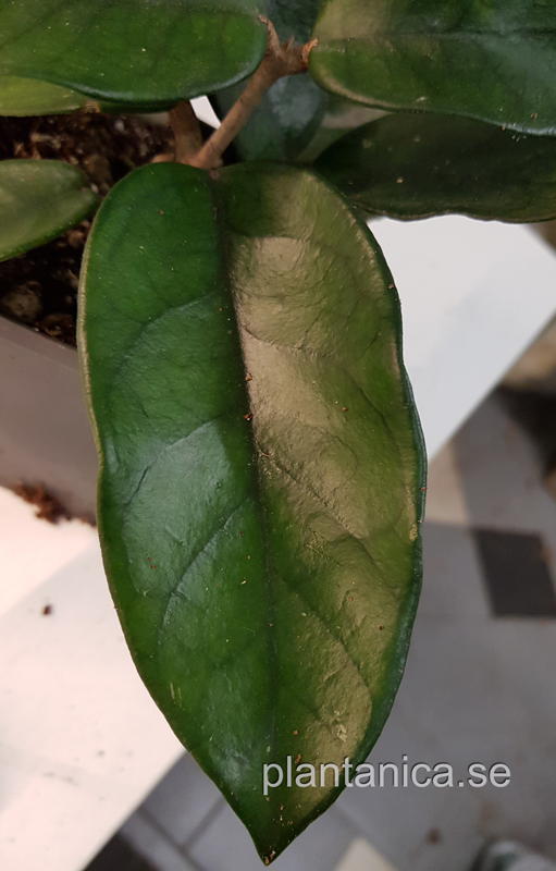 Hoya dasyantha - rotad kp hos Plantanica webbutik