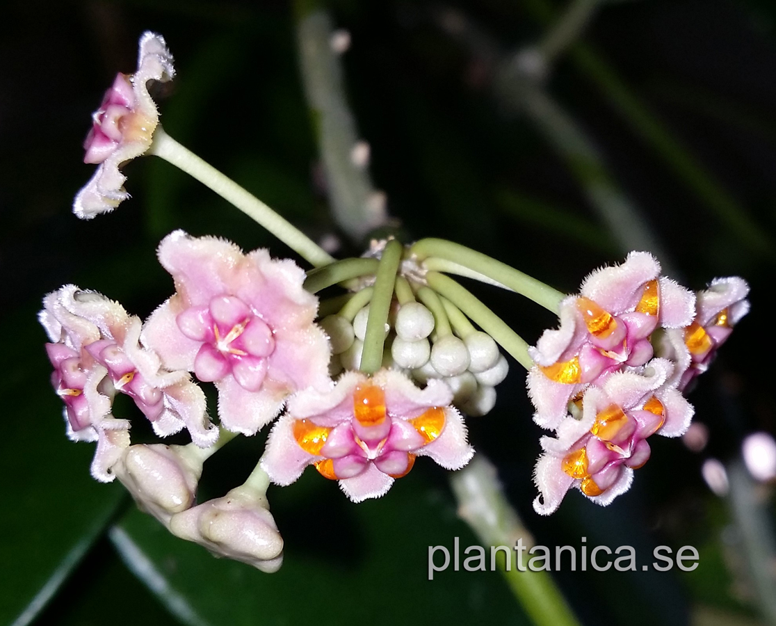 Hoya diversifolia West Malaysia rotad kp hos Plantanica webbutik