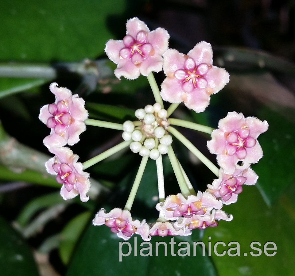 Hoya diversifolia West Malaysia orotad kp hos Plantanica webbutik