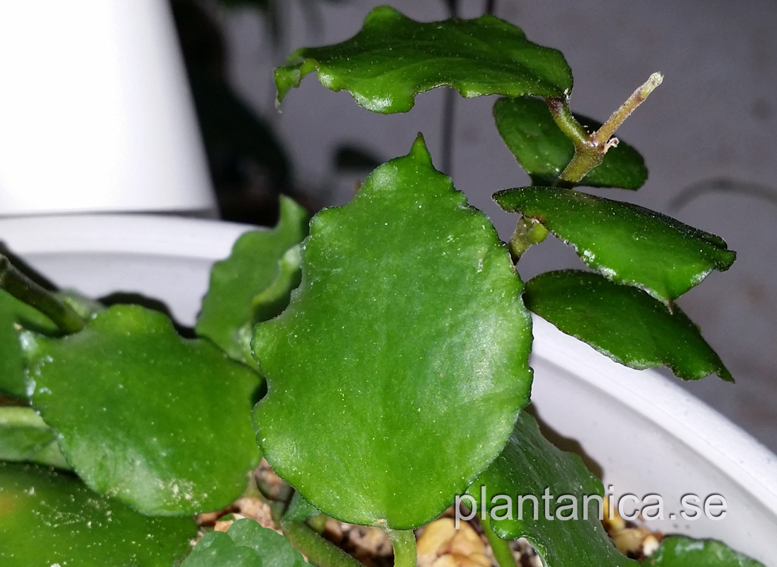 Hoya enduaensis - rotad kp hos Plantanica webbutik