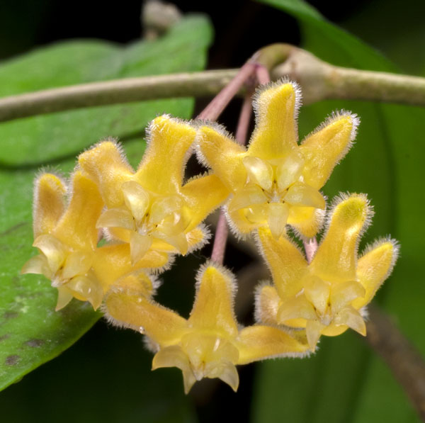 Hoya erythrina IML 415 orotad kp hos Plantanica webbutik