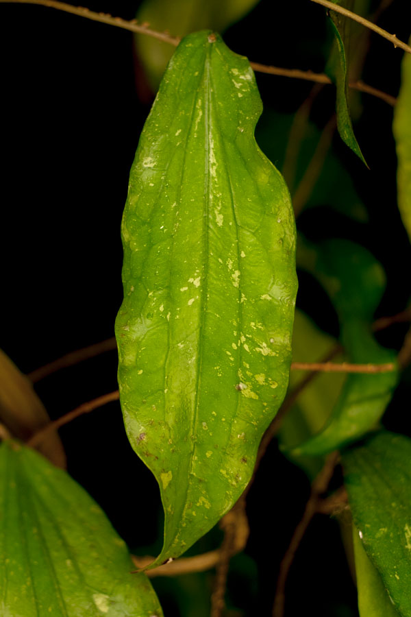 Hoya erythrina IML 415 rotad kp hos Plantanica webbutik