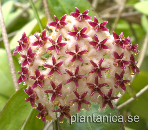 Hoya erythrostemma IPPS 3026 rotad kp hos Plantanica webbutik