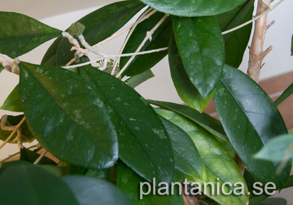 Hoya finlaysonii orotad kp hos Plantanica webbutik