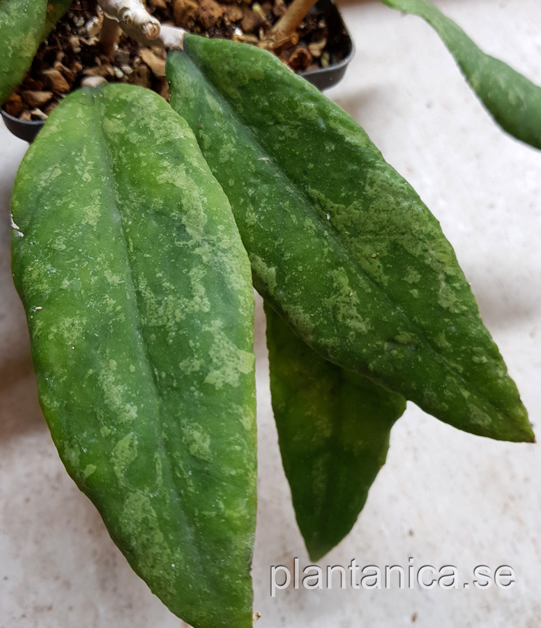 Hoya finlaysonii splash - rotad kp hos Plantanica webbutik