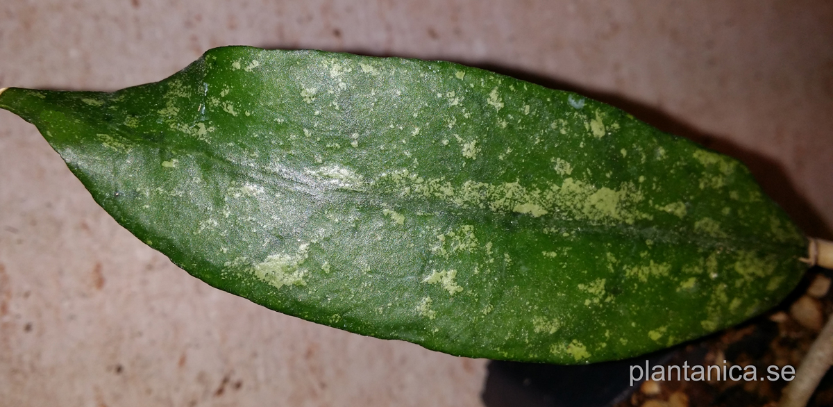 Hoya finlaysonii splash - rotad kp hos Plantanica webbutik