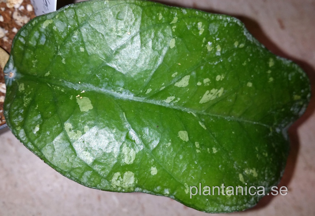 Hoya forbesii - aff forbesii UT 12 - rotad kp hos Plantanica webbutik