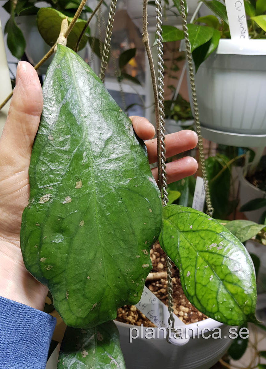 Hoya forbesii - aff forbesii UT 12 - rotad kp hos Plantanica webbutik