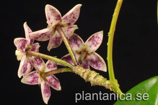 Hoya griffithii rotad kp hos Plantanica webbutik