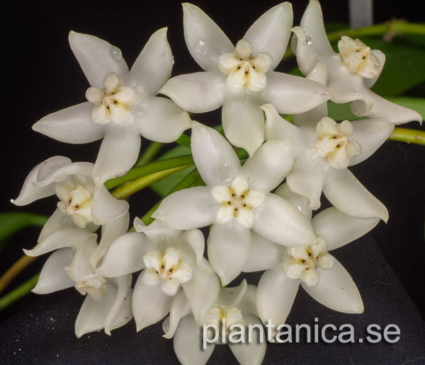 Hoya griffithii orotad kp hos Plantanica webbutik