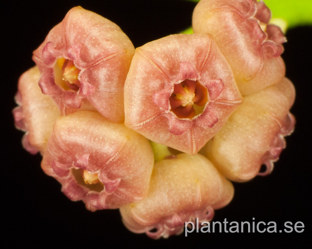 Hoya heuschkeliana Pink rotad kp hos Plantanica webbutik