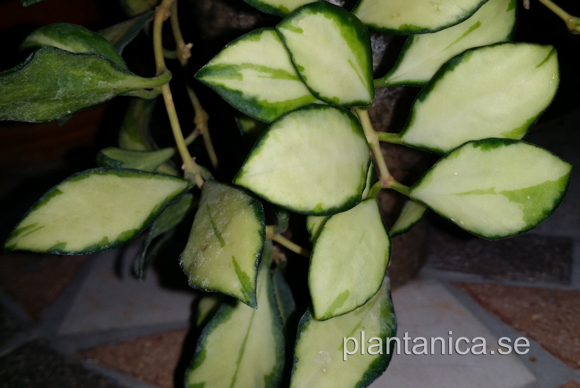 Hoya heuschkeliana variegata rotad kp hos Plantanica webbutik