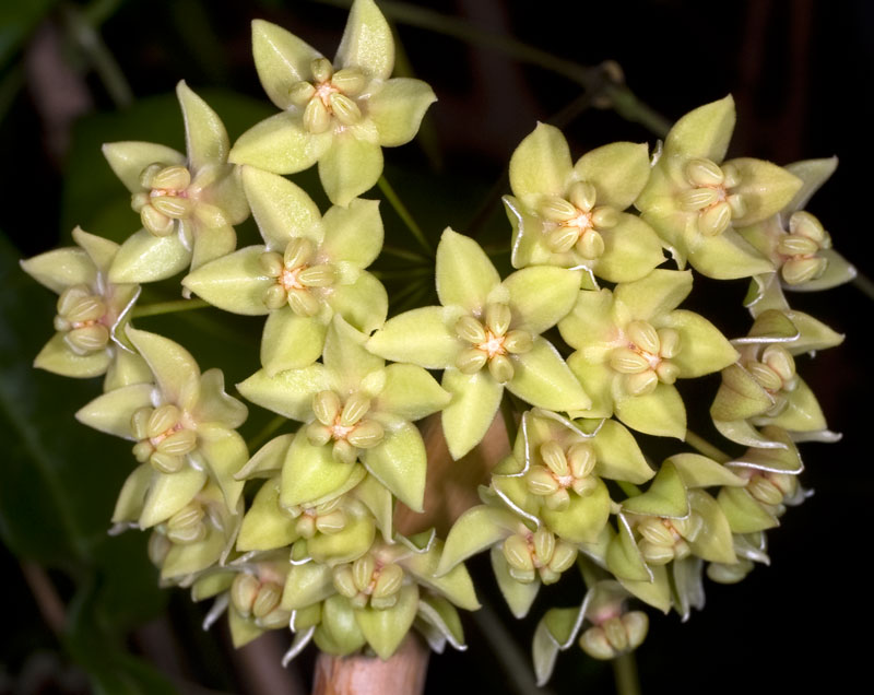 Hoya hypolasia orotad kp hos Plantanica webbutik