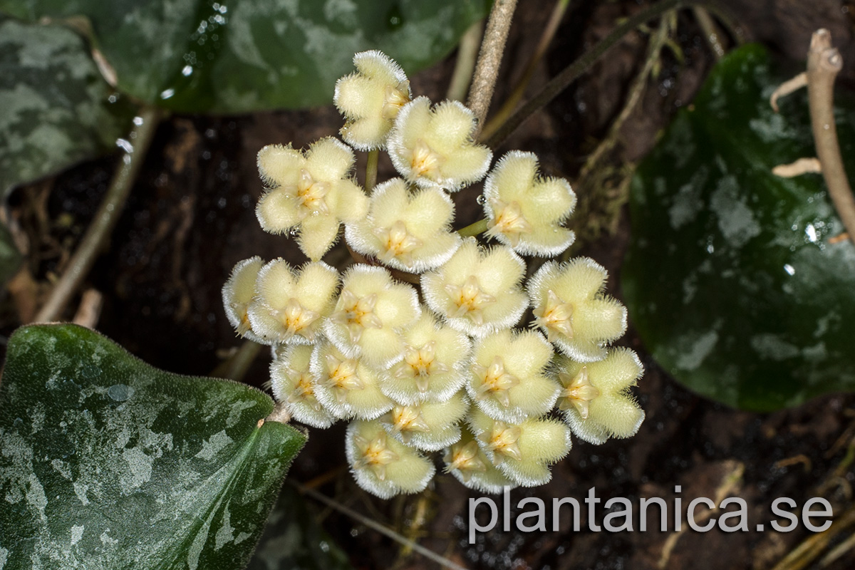 Hoya imbricata var. basi-subcordata - rotad kp hos Plantanica webbutik