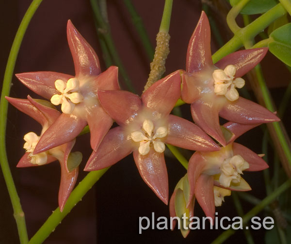 Hoya imperialis Rauchii rotad kp hos Plantanica webbutik