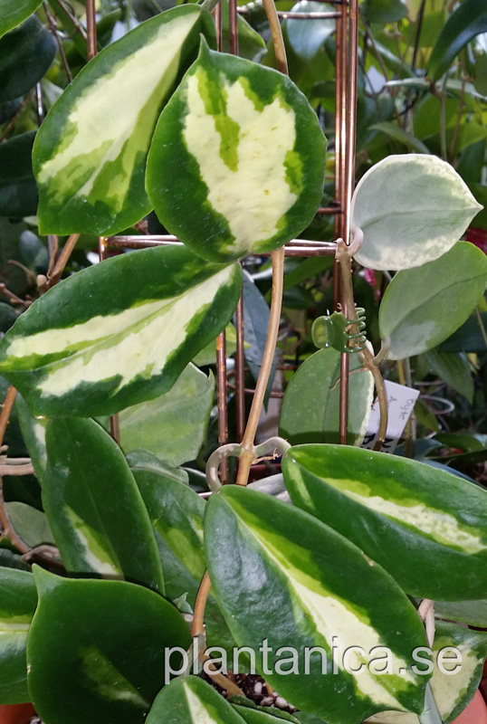 Hoya incrassata variegata orotad kp hos Plantanica webbutik
