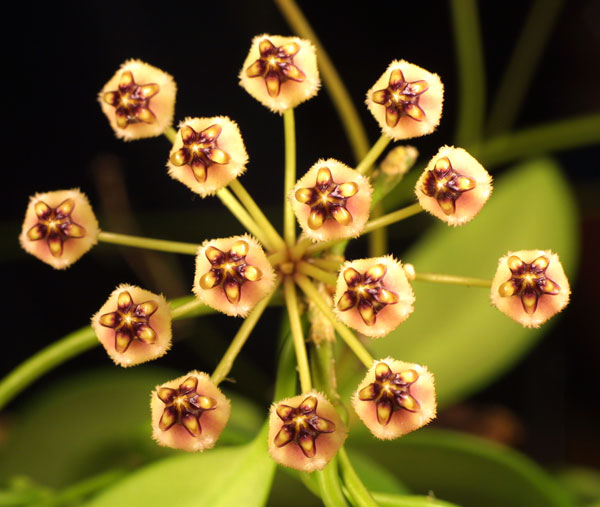 Hoya incurvula rotad kp hos Plantanica webbutik