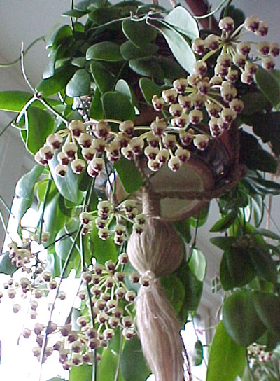Hoya incurvula rotad kp hos Plantanica webbutik