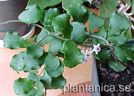 Hoya kanyakumariana - orotad kp hos Plantanica webbutik
