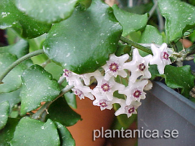 Hoya kanyakumariana - rotad kp hos Plantanica webbutik