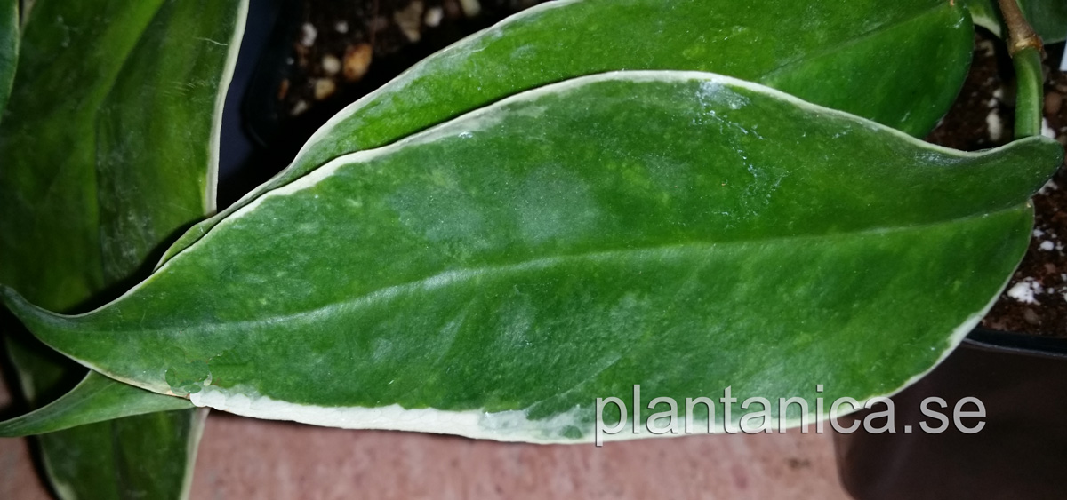Hoya keneijana albomarginata - rotad kp hos Plantanica webbutik
