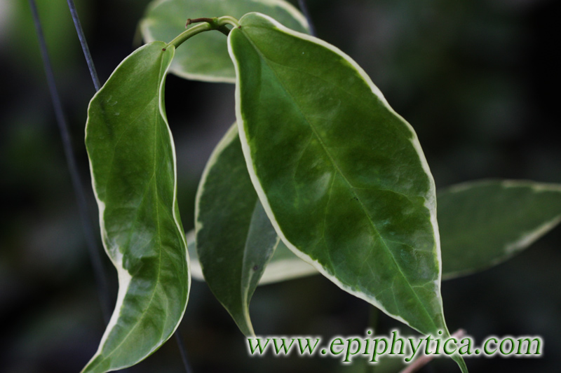 Hoya keneijana albomarginata - import kp hos Plantanica webbutik