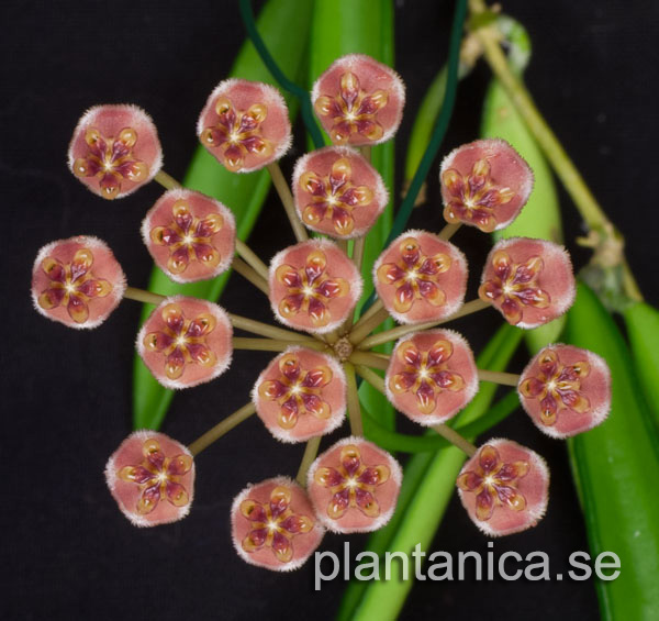 Hoya kentiana rotad kp hos Plantanica webbutik