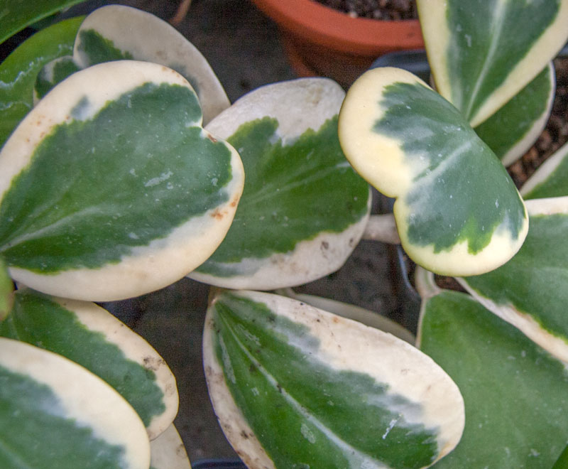Hoya kerrii albomarginata orotad köp hos Plantanica webbutik