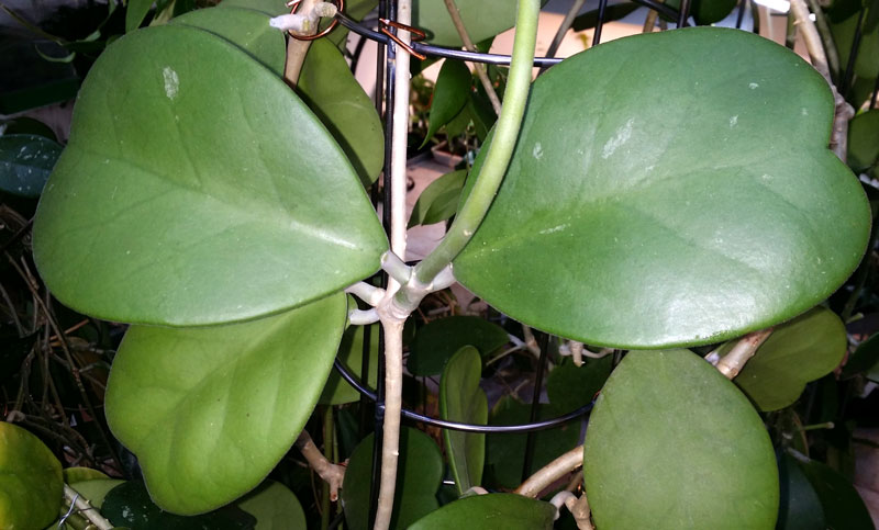 Hoya kerrii pubescent orotad kp hos Plantanica webbutik