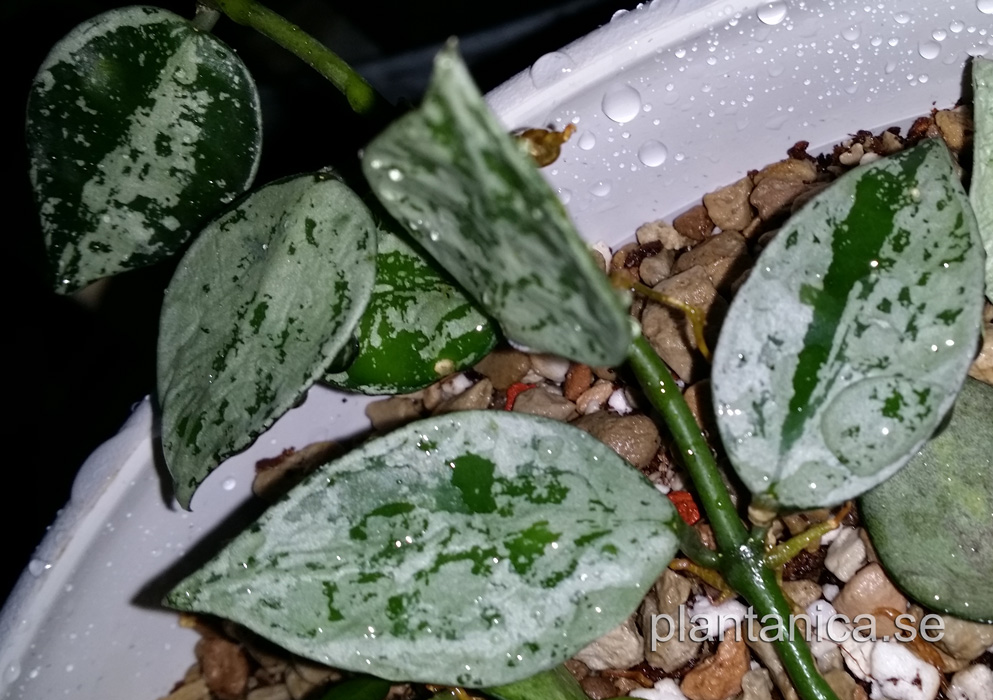 Hoya krohniana silver rotad köp hos Plantanica webbutik