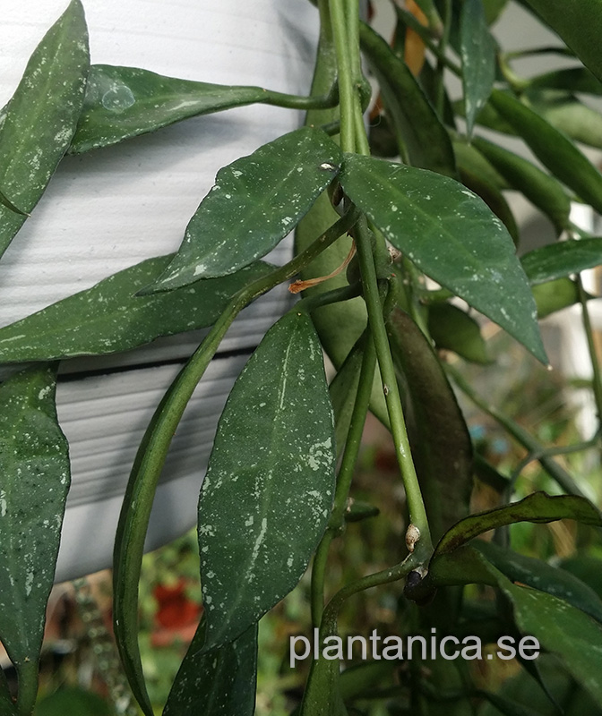 Hoya lacunosa Bogor IML 1039 rotad kp hos Plantanica webbutik