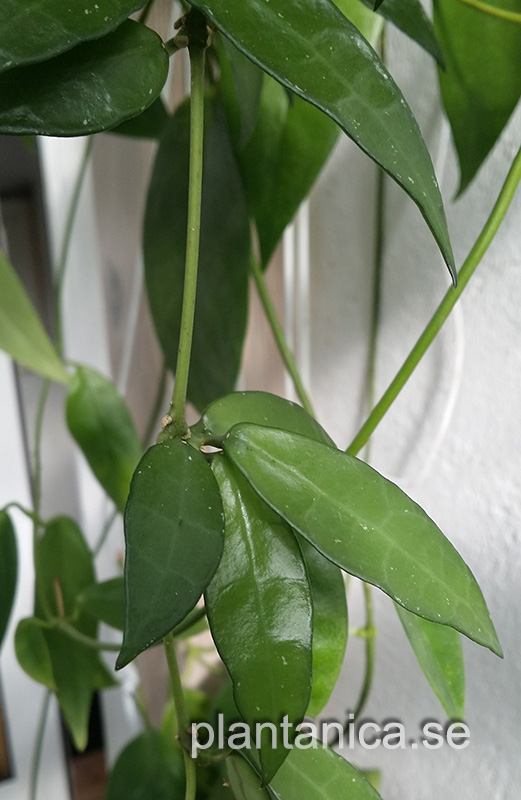 Hoya lacunosa long leaf rotad kp hos Plantanica webbutik