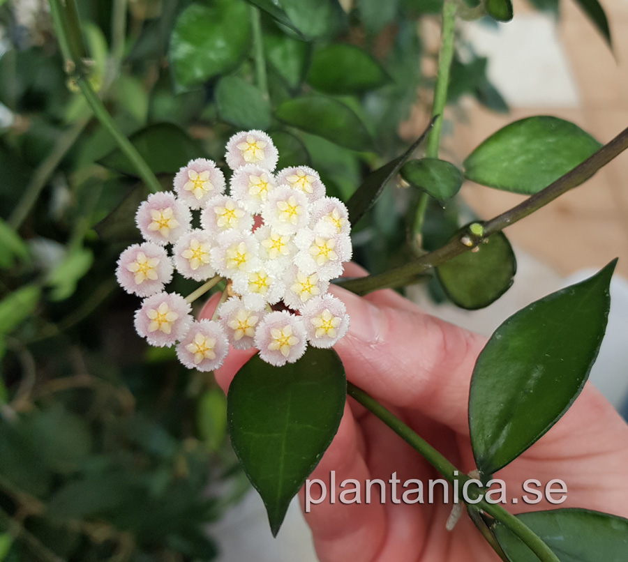Hoya lacunosa Tove rotad kp hos Plantanica webbutik