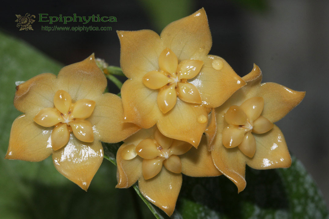 Hoya linusii EPC - 899 - rotad kp hos Plantanica webbutik