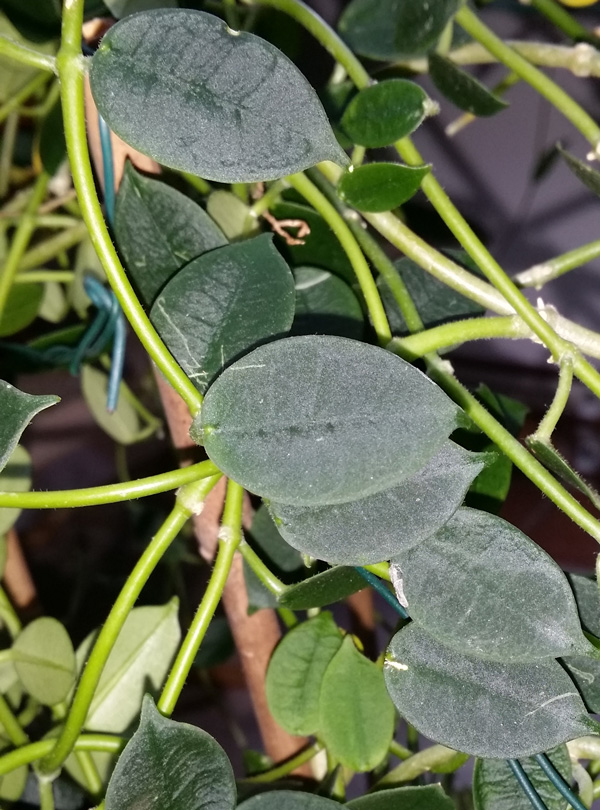 Hoya lithophytica orotad köp hos Plantanica webbutik