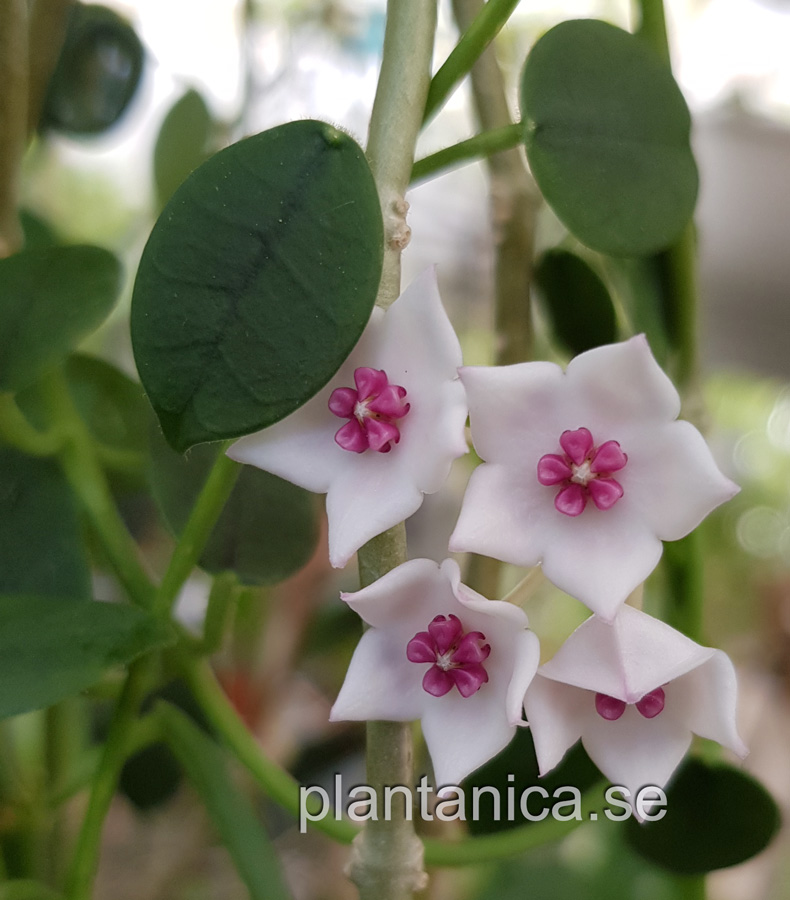 Hoya lithophytica planta kp hos Plantanica webbutik