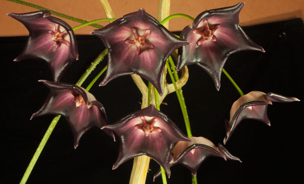 Hoya macgillivrayi rotad kp hos Plantanica webbutik