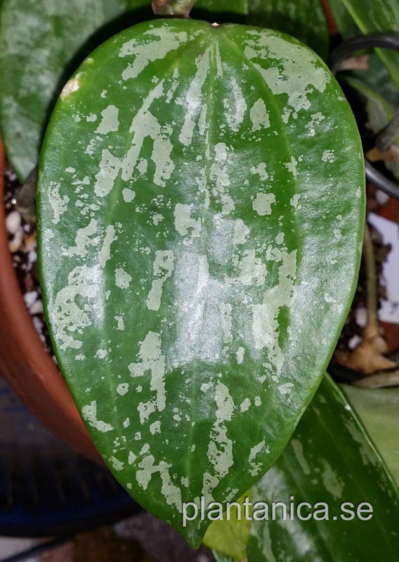 Hoya macrophylla-latifolia- Snow Queen rotad kp hos Plantanica webbutik