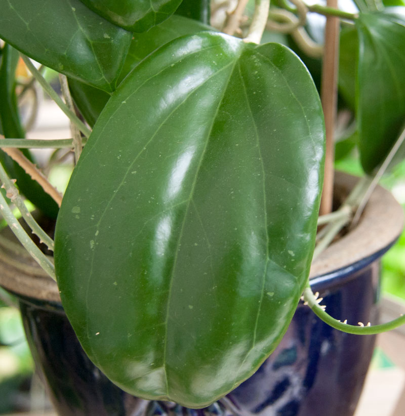 Hoya merrillii rotad kp hos Plantanica webbutik