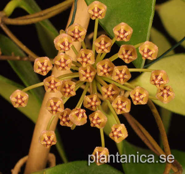 Hoya micrantha orotad kp hos Plantanica webbutik