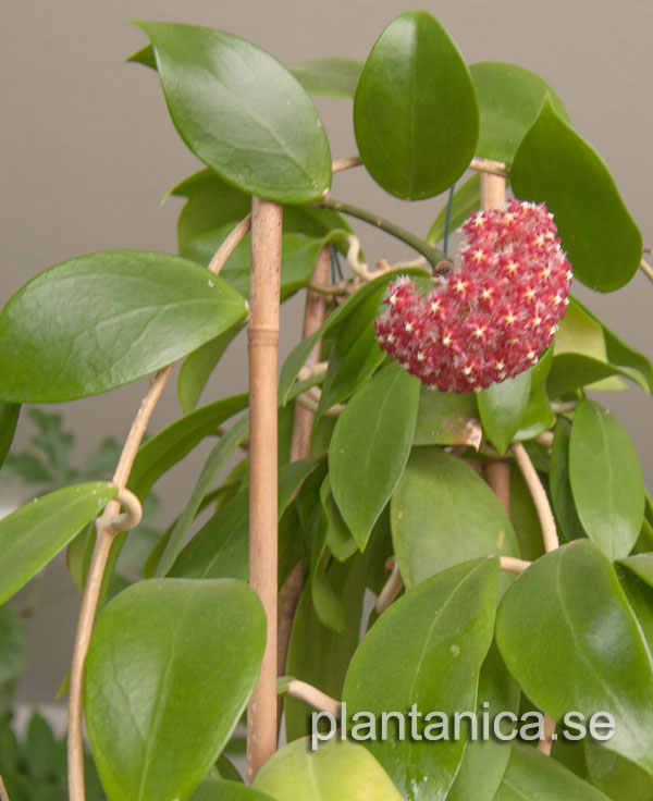 Hoya mindorensis - elmeri IML 768 rotad kp hos Plantanica webbutik