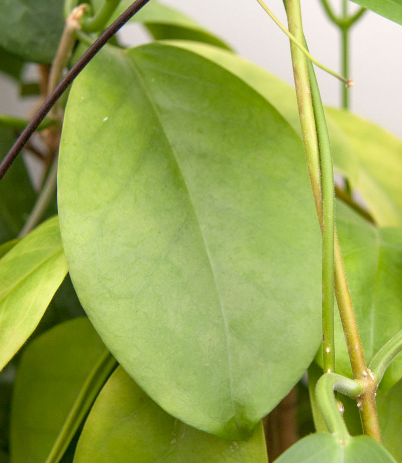 Hoya naumannii rotad kp hos Plantanica webbutik