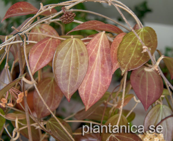 Hoya nicholsoniae IPPS 0214 rotad kp hos Plantanica webbutik