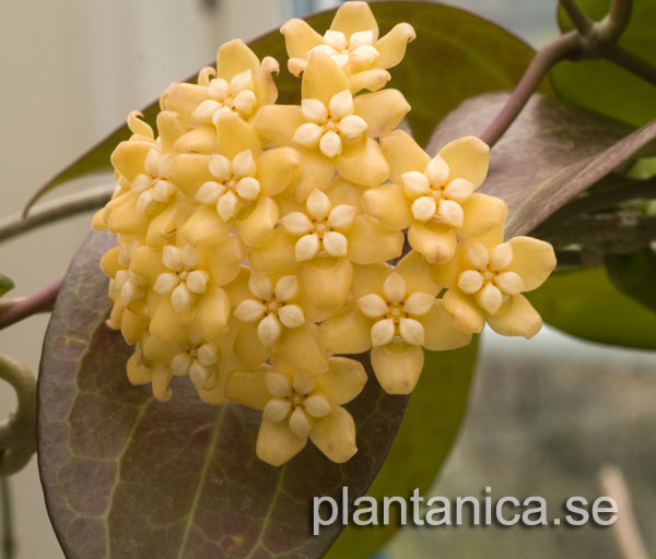 Hoya nicholsoniae IPPS 0214 rotad kp hos Plantanica webbutik