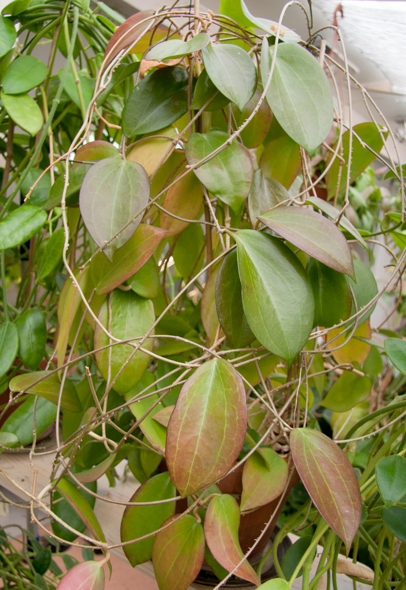 Hoya nicholsoniae rotad kp hos Plantanica webbutik