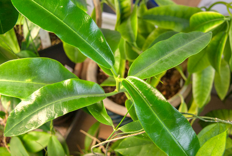 Hoya obtusifolia planta kp hos Plantanica webbutik