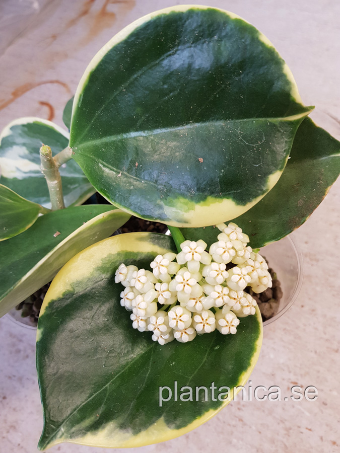 Hoya pachyclada subquintuplinervis variegata - rotad kp hos Plantanica webbutik