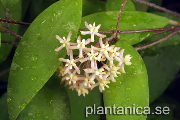 Hoya padangensis orotad kp hos Plantanica webbutik